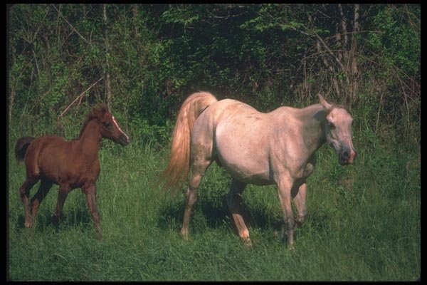 113013 Arabian Horses Mare With Foal A4 Photo Print