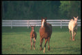 113014 Arabian Horses Mare With Foal A4 Photo Print