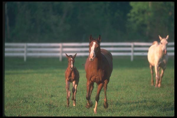 113014 Arabian Horses Mare With Foal A4 Photo Print