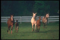 113015 Arabian Horses Mares And Colts Trotting Toward Viewer A4 Photo Print