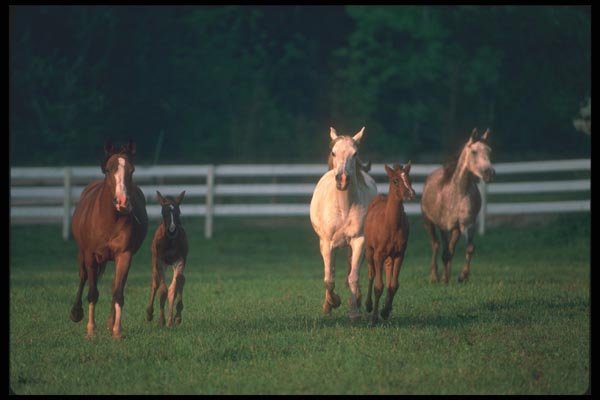 113015 Arabian Horses Mares And Colts Trotting Toward Viewer A4 Photo Print