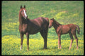113016 Arabian Horses Mare With Foal In Field Of Yellow Flowers A4 Photo Print