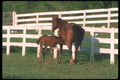 113017 Arabian Horses Mare Nursing Colt A4 Photo Print
