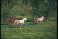 113018 Arabian Horses Mares With Foals In Yellow Flowers A4 Photo Print