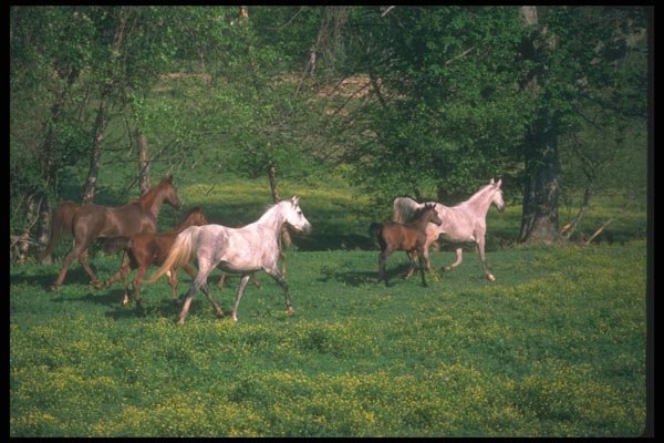 113018 Arabian Horses Mares With Foals In Yellow Flowers A4 Photo Print