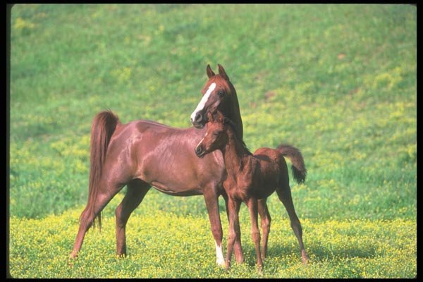 113019 Arabian Horses Mare With Foal A4 Photo Print