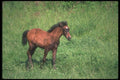 113020 Arabian Horse Colt A4 Photo Print