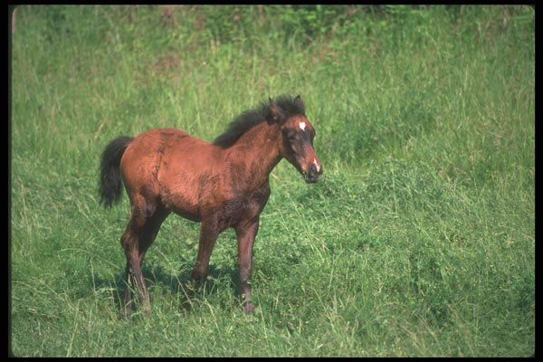 113020 Arabian Horse Colt A4 Photo Print
