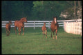 113021 Arabian Horses Mares With Foals Running A4 Photo Print