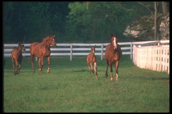 113021 Arabian Horses Mares With Foals Running A4 Photo Print