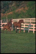 113022 Arabian Horses Mares With Foals Running A4 Photo Print