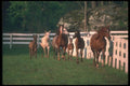 113023 Arabian Horses Mares With Foals Running A4 Photo Print