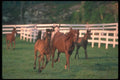 113024 Arabian Horses Mares With Foals Running A4 Photo Print