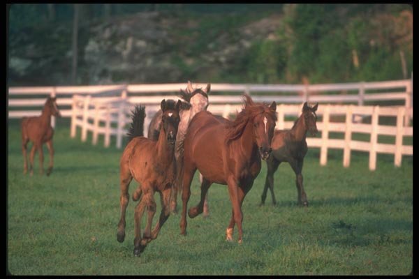 113024 Arabian Horses Mares With Foals Running A4 Photo Print