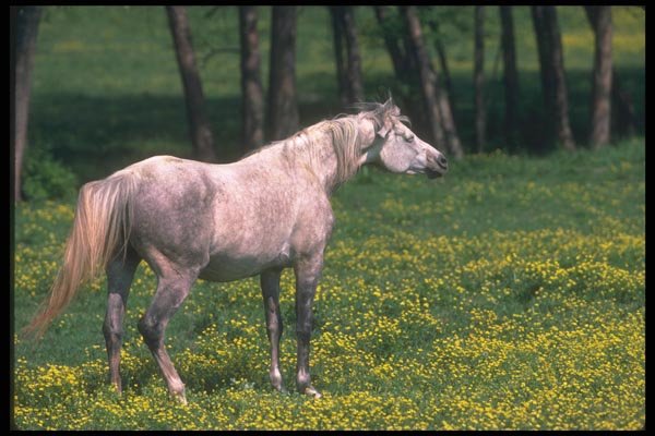 113025 Arabian Horse A4 Photo Print