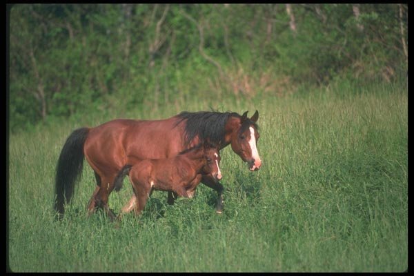 113027 Arabian Horses Mare With Foal A4 Photo Print