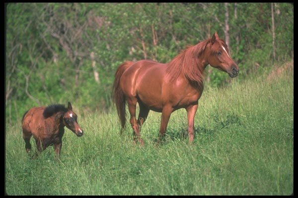 113028 Arabian Horses Mare With Foal A4 Photo Print