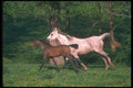 113030 Arabian Horses Mare With Foal In Yellow Flowers A4 Photo Print