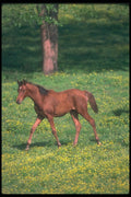 113031 Arabian Horse Foal In Yellow Flowers A4 Photo Print