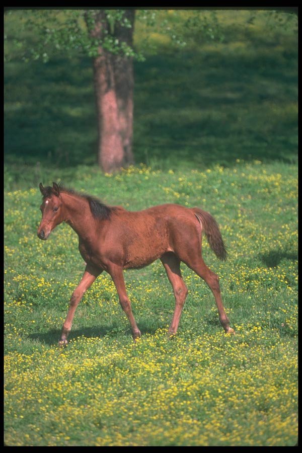 113031 Arabian Horse Foal In Yellow Flowers A4 Photo Print