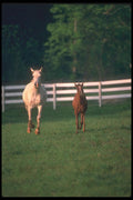 113033 Arabian Horses Mare With Foal A4 Photo Print