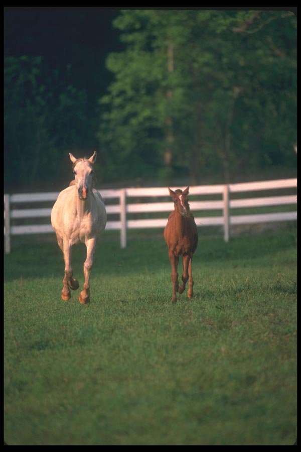 113033 Arabian Horses Mare With Foal A4 Photo Print