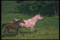 113035 Arabian Horses Mare And Foal Running Through Yellow Flowers A4 Photo Print