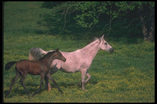 113035 Arabian Horses Mare And Foal Running Through Yellow Flowers A4 Photo Print