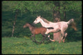 113036 Arabian Horses Mare And Foal Running Through Yellow Flowers A4 Photo Print