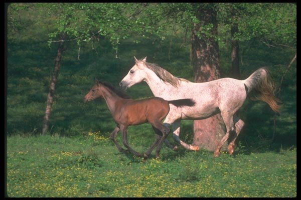 113036 Arabian Horses Mare And Foal Running Through Yellow Flowers A4 Photo Print