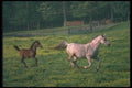 113037 Arabian Horses Mare And Foal Running A4 Photo Print