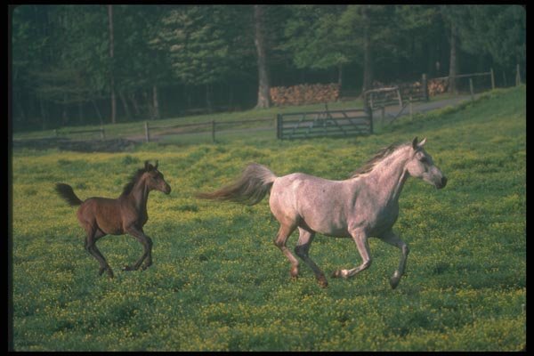 113037 Arabian Horses Mare And Foal Running A4 Photo Print