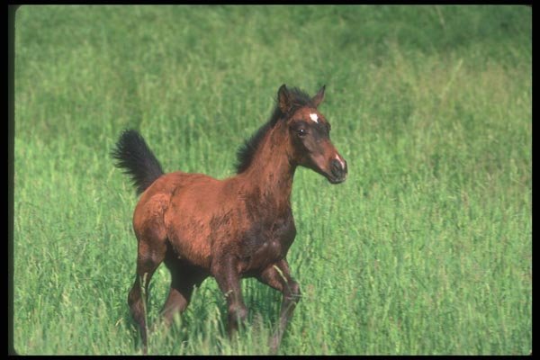 113038 Arabian Horse Colt A4 Photo Print