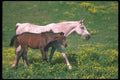 113039 Arabian Horses Mare With Foal A4 Photo Print