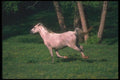113040 Arabian Horses Running Through Field Of Yellow Flowers A4 Photo Print