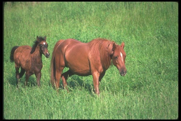113041 Arabian Horses Mare With Foal A4 Photo Print