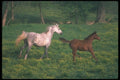 113042 Arabian Horses Mare And Foal Running Through Yellow Flowers A4 Photo Print