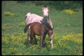 113045 Arabian Horses Mare With Foal A4 Photo Print