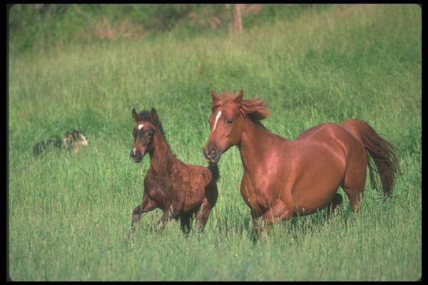 113046 Arabian Horses Mare And Foal Running A4 Photo Print