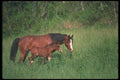 113048 Arabian Horses Mare And Colt In Meadow A4 Photo Print