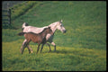 113049 Arabian Horses Mare And Foal Running A4 Photo Print