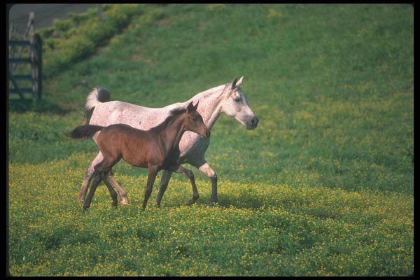113049 Arabian Horses Mare And Foal Running A4 Photo Print
