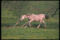 113051 Arabian Horses Running Through Field Of Yellow Flowers A4 Photo Print