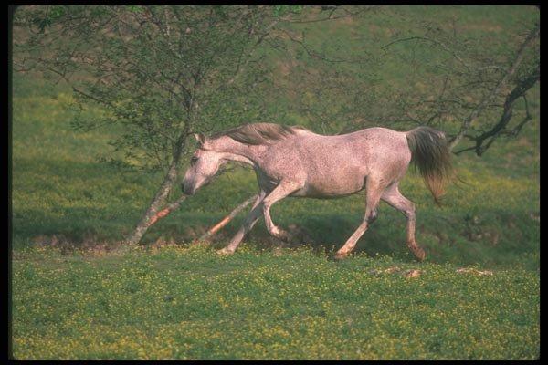 113051 Arabian Horses Running Through Field Of Yellow Flowers A4 Photo Print