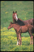 113053 Arabian Horses Mare With Foal A4 Photo Print