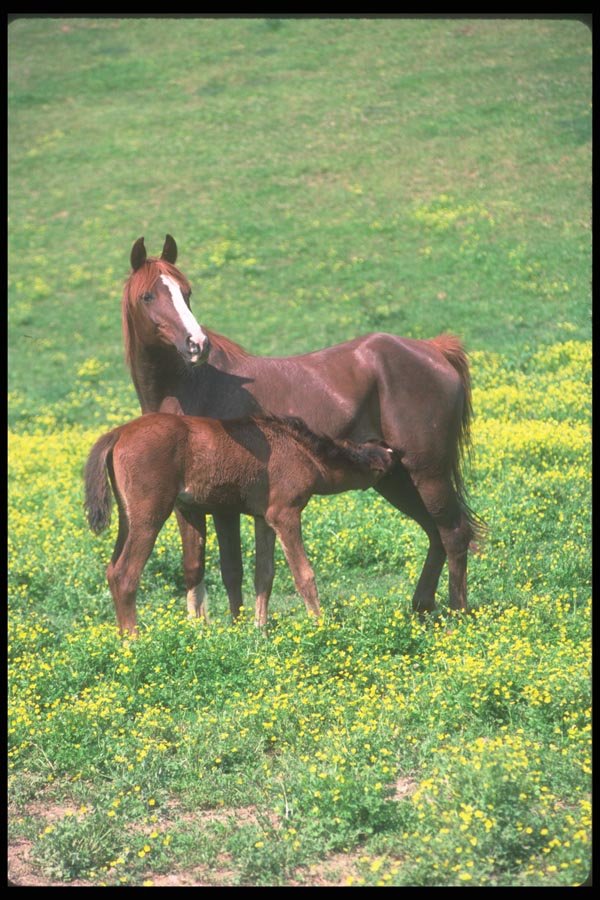 113055 Arabian Horses Mare Nursing Foal A4 Photo Print