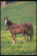 113056 Arabian Horses Mare With Foal A4 Photo Print