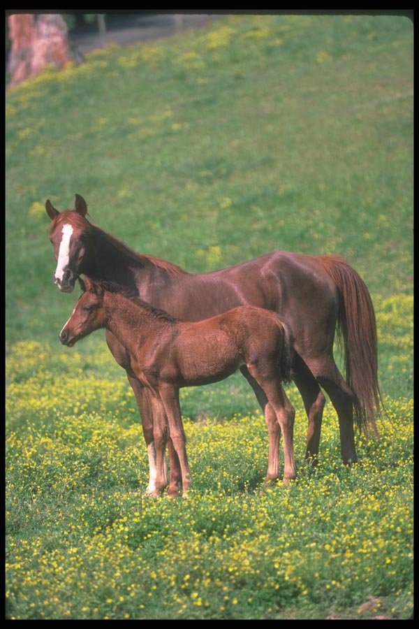 113056 Arabian Horses Mare With Foal A4 Photo Print
