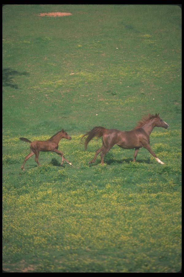 113057 Arabian Horses Mare And Foal Running A4 Photo Print