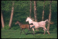 113059 Arabian Horses Mare And Foal Running Through Yellow Flowers A4 Photo Print
